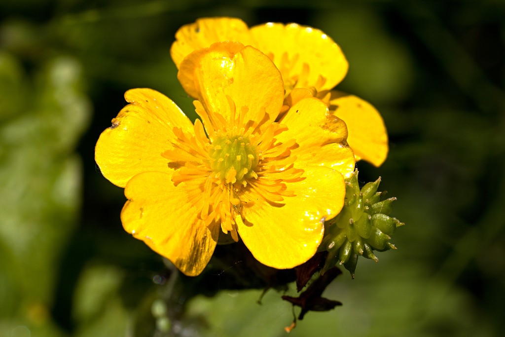 voornes duin tenellaplas Quackjeswater natuur natuurgebied natuurmonumenten hdr duinen Zuid Hollands landschap polder bossen natuurreservaat Natura 2000